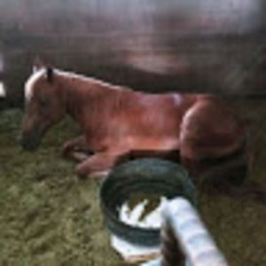 Meet your Posher, Luis